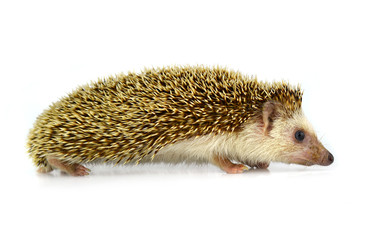 Hedgehog isolate on white background
