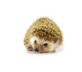 Fototapeta premium Hedgehog isolate on white background