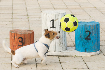 Dog playing football on pedestal