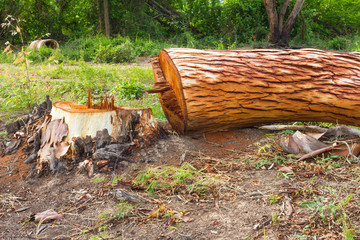 Eucalyptus is deforestation.