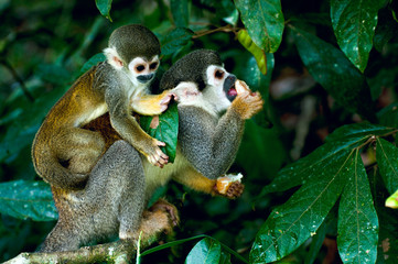 Naklejka premium Squirrel Monkey in amazon rainforest