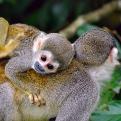 Baby Squirrel Monkey on the back of his mom in amazon rainforest