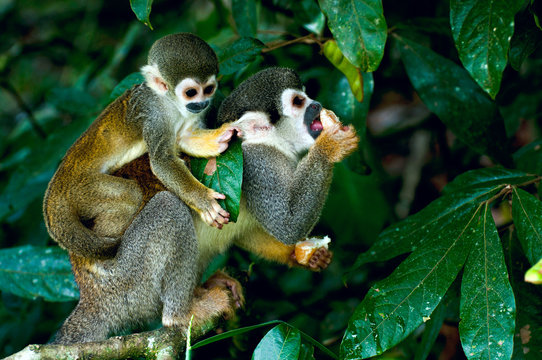 Squirrel Monkey in amazon rainforest