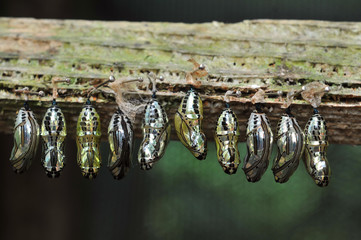 Butterfly breeding