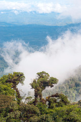 From Andes to Amazon, View of the tropical rainforest, Ecuador
