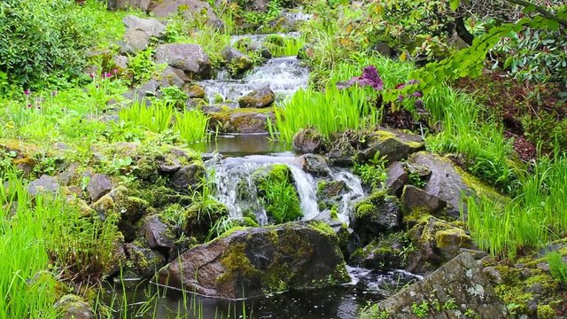 Small stream with fresh spring growth, footage 