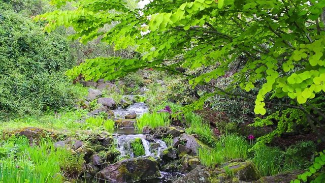 Small stream with fresh spring growth, footage 
