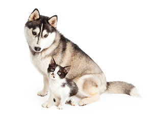 Siberian Husky Dog Sitting With Little Kitten