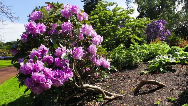 Beautiful lilac rhododendron blossoms in Spring garden 