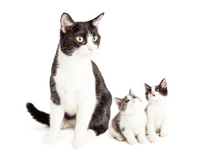 Two Cute Kittens Looking Up At Mom Cat