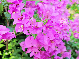 Obraz premium Pink Bougainvillea flowers