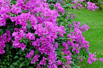 Pink Bougainvillea flowers