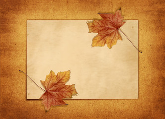 horizontal old blank card with a maple leaf