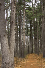 Pine trees along a hiking trail in New England.