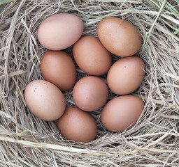 chicken eggs