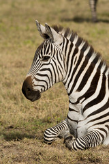 Zebra laying on the grass in the Ngorongoro Crater, Tanzania
