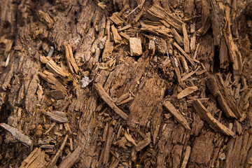decaying log background