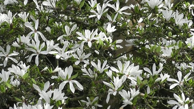 Mass of Magnolia Stellata Tree Flowers in Spring