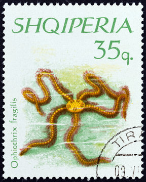 Fragile Brittle Starfish (Albania 1966)
