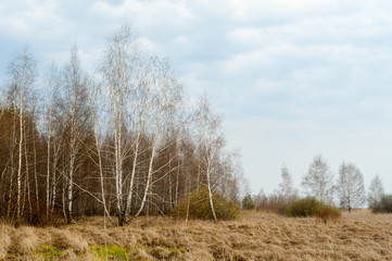 Obraz na płótnie Canvas Spring landscape. Birch, wood, dry grass.