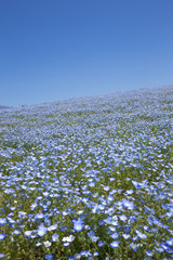 一面に咲くネモフィラの花（ひたち海浜公園）
