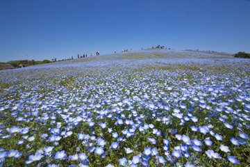 一面に咲くネモフィラの花（ひたち海浜公園）
