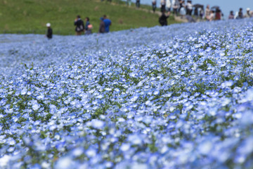 一面に咲くネモフィラの花（ひたち海浜公園）