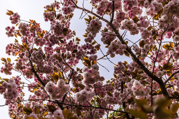 Mandelblüten