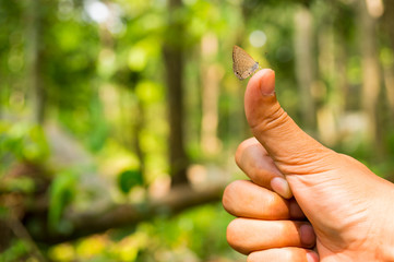 beautiful Butterfly on hand in nature
