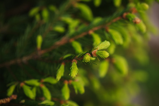 Fototapeta Young spruce twigs. Natural background from spring forest