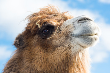 Close up of camel with a backdrop of sky interested in camera