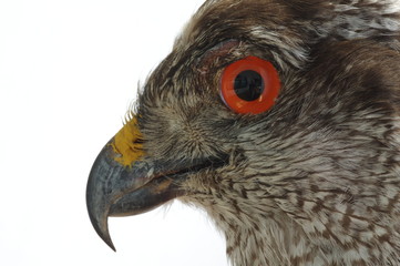 Goshawk portrait taxidermy