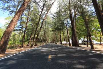 coniferous forest Road