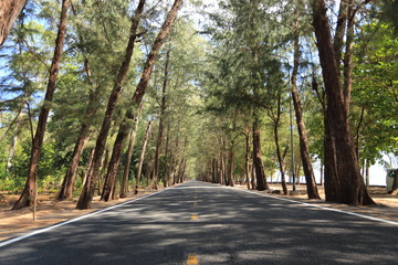 coniferous forest Road
