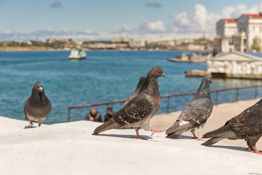 pigeons in the Sevastopol bay