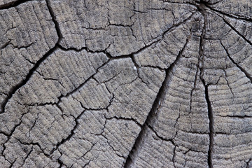 Abstract texture of tree cut