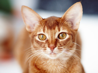 Portrait of red cat