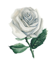 Watercolor white rose