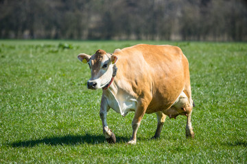 Jersey cow on grass