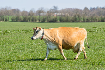 Naklejka na ściany i meble Jersey cow on a green field