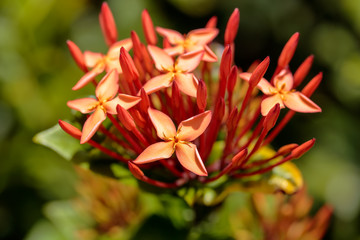 Guadeloupe - Ixora
