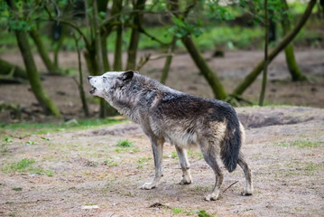 Naklejka na ściany i meble Wolf howling in nature