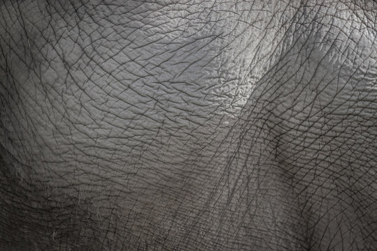 Elephant skin background in grey color