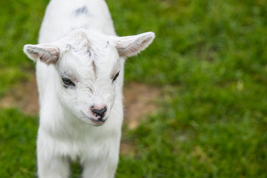 Goat kid on green grass