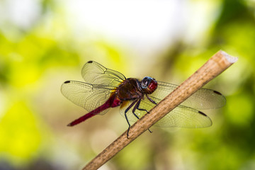 Red Dragonfly