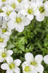Saxifraga arendsii (Schneeteppich), white moss flowers
