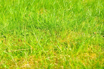 Abstract grass texture suitable as background
