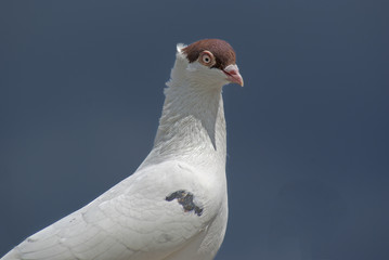 gołąb