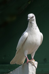 gołąb