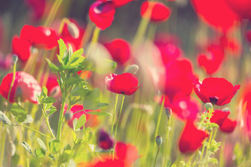 Naklejka premium Poppy